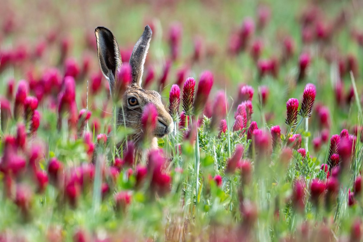 My photo appeared in The Times Online today! Top of the ‘News in Pictures’ page on their website. 
I’ve had requests for prints already, so anyone wanting a print of ‘Hare in Clover’ please let me know asap.
Mounted print to fit 16”x12” frame £18 plus postage. #hare #clover