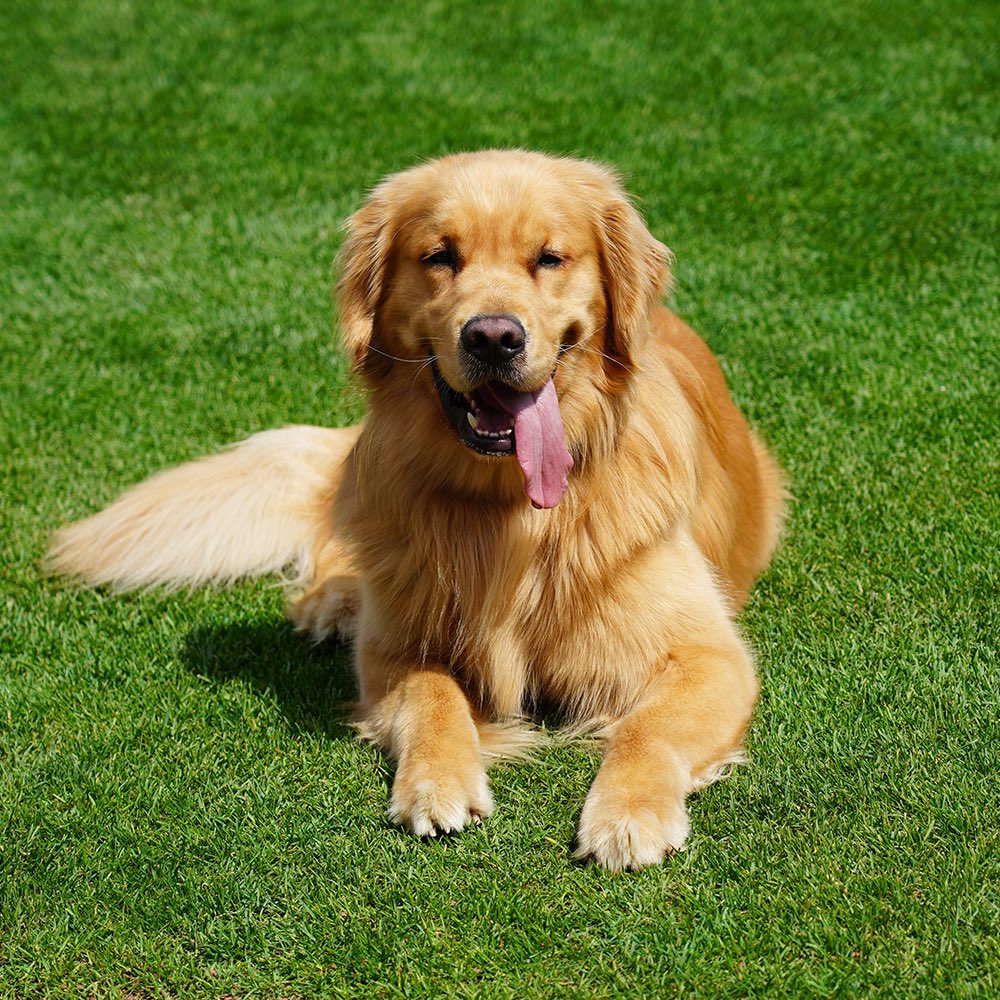 🎉 Bruce is back fetching bats TOMORROW🐶⚾️
 
New Bruce the Bat Dog Plushes dropped just in time - LIMITED stock available

🛍️ redwings.milbstore.com/collections/pl…