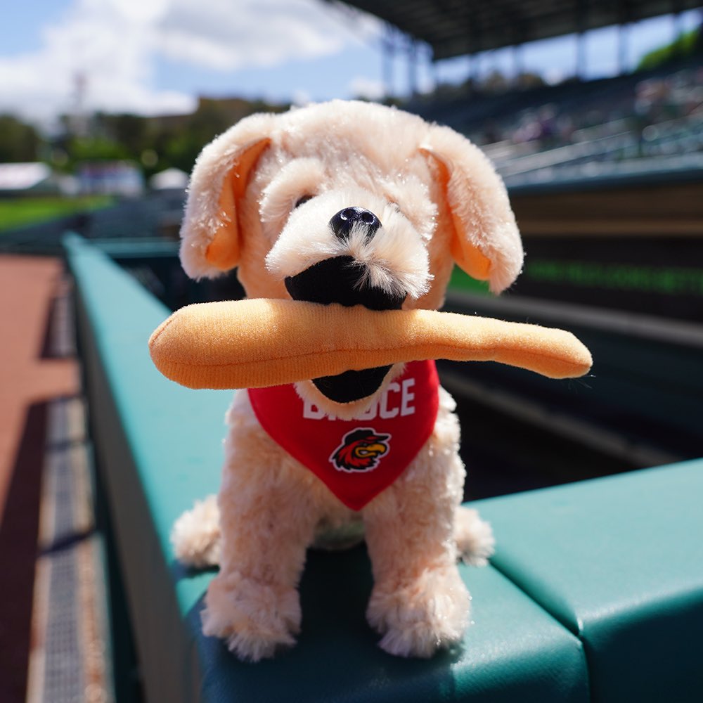 WingsTeamStore's tweet photo. 🎉 Bruce is back fetching bats TOMORROW🐶⚾️
 
New Bruce the Bat Dog Plushes dropped just in time - LIMITED stock available

🛍️ https://t.co/kzKeaZAYm9 https://t.co/pOsrmOpzPf