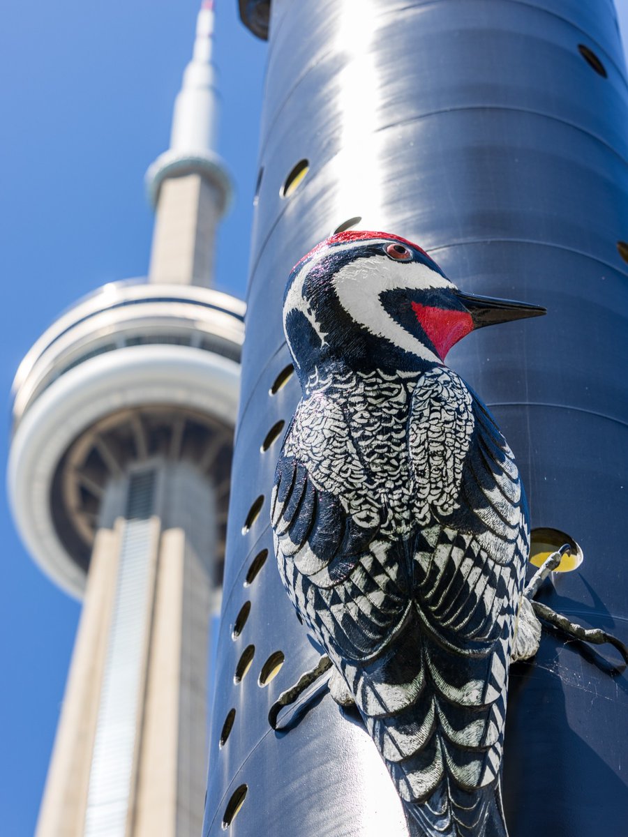 MTCC_Events's tweet image. Have you seen our Woodpecker Column? This piece of art towers 100 feet outside our South Building and features a Pileated Woodpecker and a Yellow-bellied Sapsucker. 🐦 #TorontoArt #FASTWÜRMS #WoodpeckerColumn