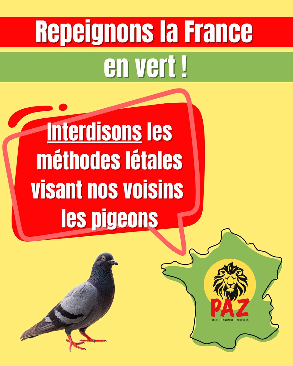 #Pigeons : En 2025, certaines mairies ont encore recours à des méthodes cruelles !

PAZ se bat pour les faire interdire et nous avons besoin de vous.🐦
