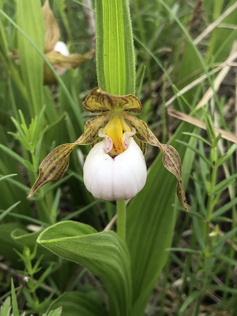 What comes to mind when you think of endangered species? It’s not just animals—native plants like the small white lady’s-slipper orchid are at risk, too. Together, we can safeguard wetlands and grasslands where nature thrives. ➡️ ducks.ca

#EndangeredSpeciesDay