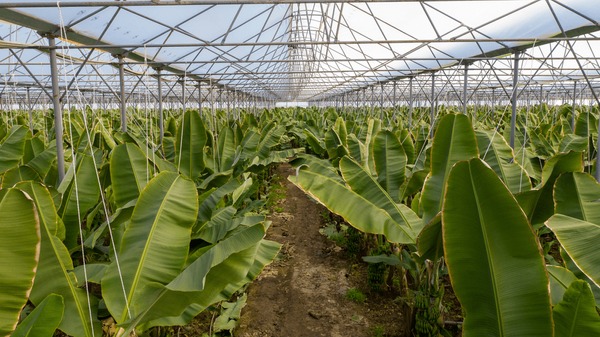 WorldlyHQ's tweet image. Like and  report if you are interested in banana plantation farming in a greenhouse.