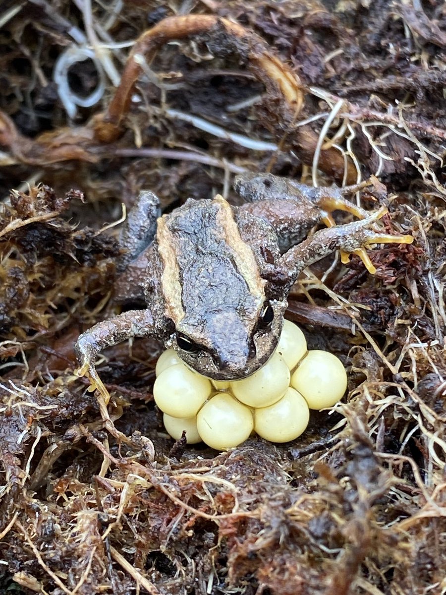 Una rana de desarrollo directo, Phrynopus dagmarae, cuidando sus huevos en las alturas de Huánuco. 
#Biodiversity #frogfriday #wildlifephotography