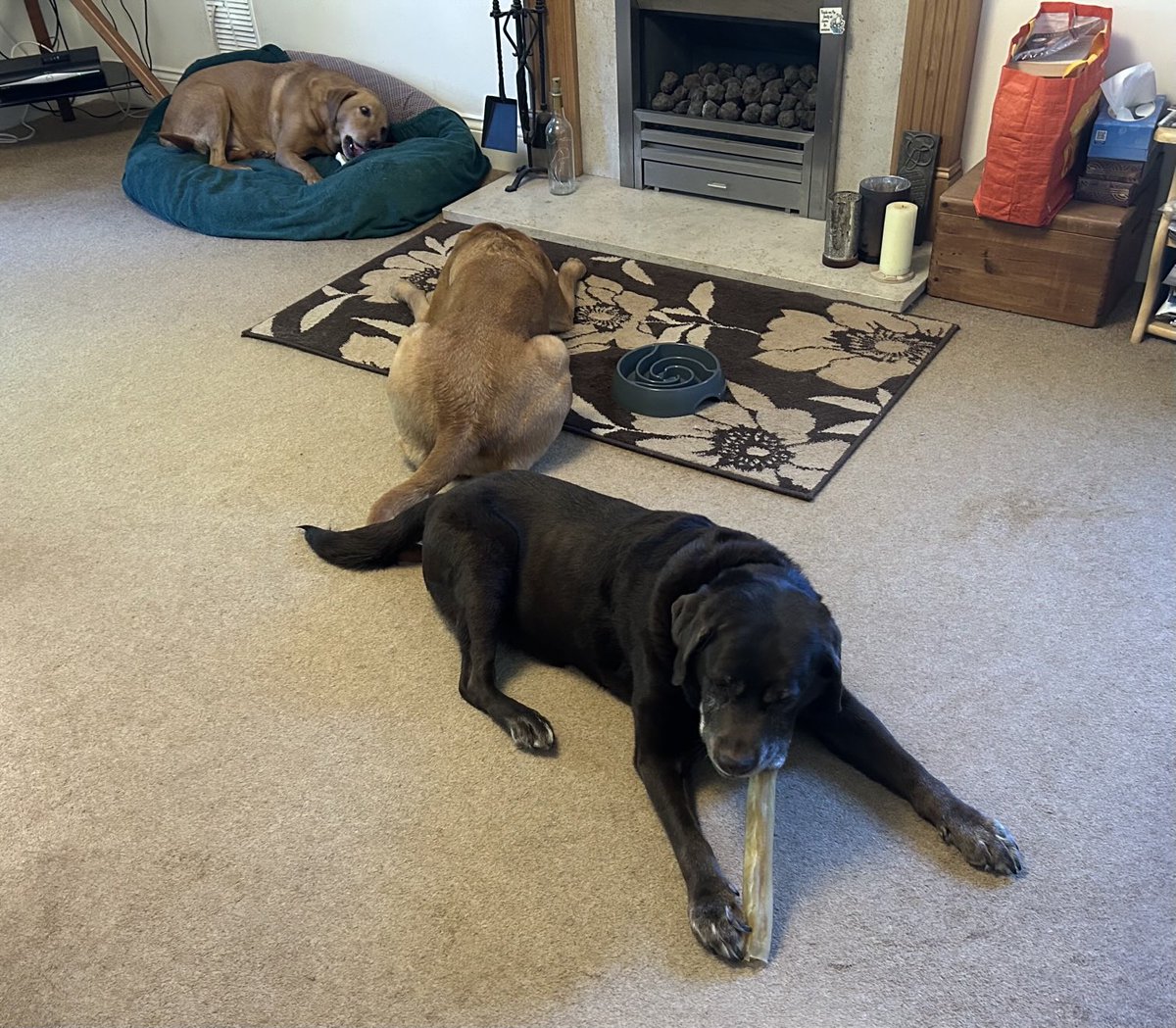 Enjoying my birthday treat - a collagen roll while the boys have a puffed pigs nose each. Think this will last a while! Lucky me. 🐾🐾x