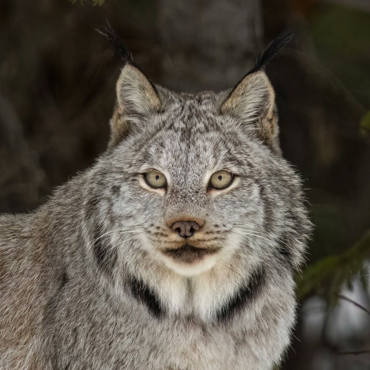 U Montana Law (@umontanalaw) on Twitter photo UM Law’s Sandra Zellmer: Removing “harm” from ESA regs would “deprive it of independent meaning” and weaken habitat protections.
She joins critics urging <a href="/USFWS/">U.S. Fish and Wildlife Service</a> to drop the proposal. Read more via Mountain Journal.
#ESA #UMLaw #ConservationLaw
ow.ly/SxC050VU37h UM Law’s Sandra Zellmer: Removing “harm” from ESA regs would “deprive it of independent meaning” and weaken habitat protections.
She joins critics urging <a href="/USFWS/">U.S. Fish and Wildlife Service</a> to drop the proposal. Read more via Mountain Journal.
#ESA #UMLaw #ConservationLaw
ow.ly/SxC050VU37h