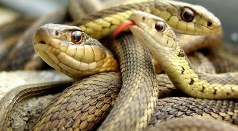 • Mashariki ya São Paulo, Brazil, kuna kisiwa kidogo kinachovuta hisia za wengi lakini ni marufuku kukitembelea!

 Kinaitwa Ilha da Queimada Grande,

 lakini wengi wanakiita Kisiwa cha Nyoka. Kisiwa hiki kiko maili 90 kutoka pwani ya São Paulo,

 Na ni nyumbani kwa maelfu ya