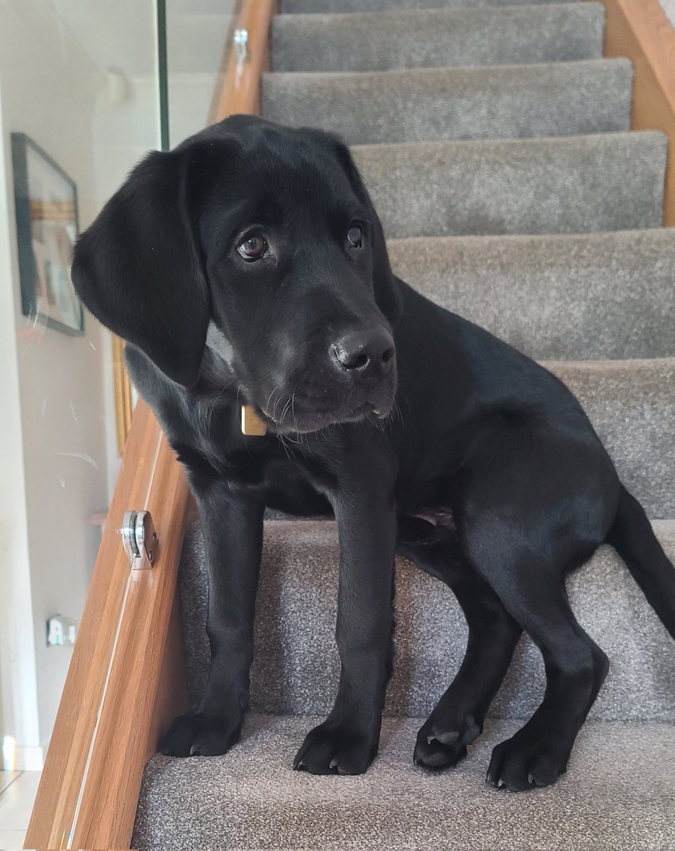 4th step seems to belong to GDP Zeb. Sits and watches the world go by. Now almost 5 months old and doing everything well. Lab and Reteiver cross traits are coming through, he is a dream to raise. <a href="/GuideDogsNW/">Guide Dogs North West</a> <a href="/guidedogs/">Guide Dogs</a>