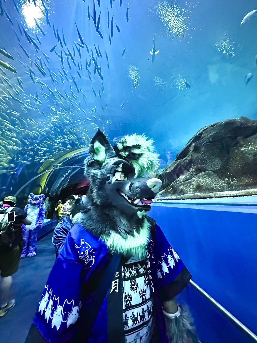 Got a craving for some sashimi?  Look at all those tasty fishes. 

#FursuitFriday 

📸: <a href="/RixHusky/">Rix</a> 
🪡: @/kigurumikagetsu