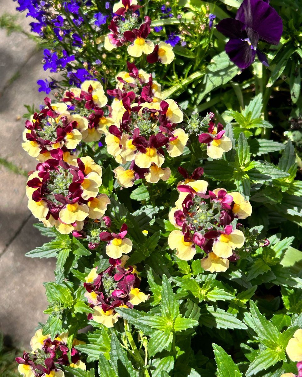 MomentsintheG's tweet photo. Happy Friday. I have been trying to find this coloured nemesia that grew so well in my container last year. No luck so far.
#nemesia
#annual
#trailingplant
#hangingbasketplant
#containerplant
#momentsinthegardenphotography https://t.co/qqW4NBlt4D
