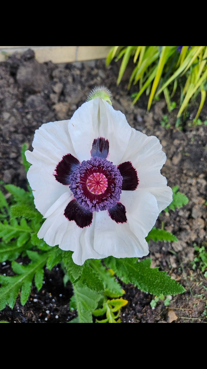 ONE OF GOD'S BEAUTIFUL CREATIONS!!!! FLOWERS!