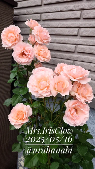 #ミセスアイリスクロウ が満開に。花持ちがとてもよくて華やかなアプリコットからサーモンピンクの丸弁半八重のバラです。花弁の数がバラとしては少な目なので、沢山花が咲き、花持ちが良いので咲きそろうのが見事。#MrsIrisClow 2025/05/16 #バラ #園芸覚書