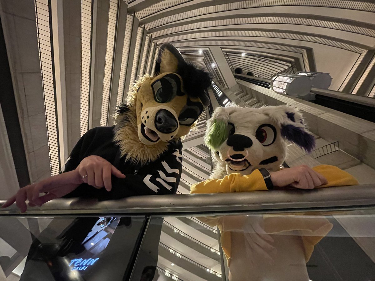 Charli / Alpin! 🔜FWA (@hapi_charli) on Twitter photo What you doin down there :0 
📸: <a href="/aspy7777/">aspy</a> 
—-
#FursuitFriday #FWA2025 #furry What you doin down there :0 
📸: <a href="/aspy7777/">aspy</a> 
—-
#FursuitFriday #FWA2025 #furry