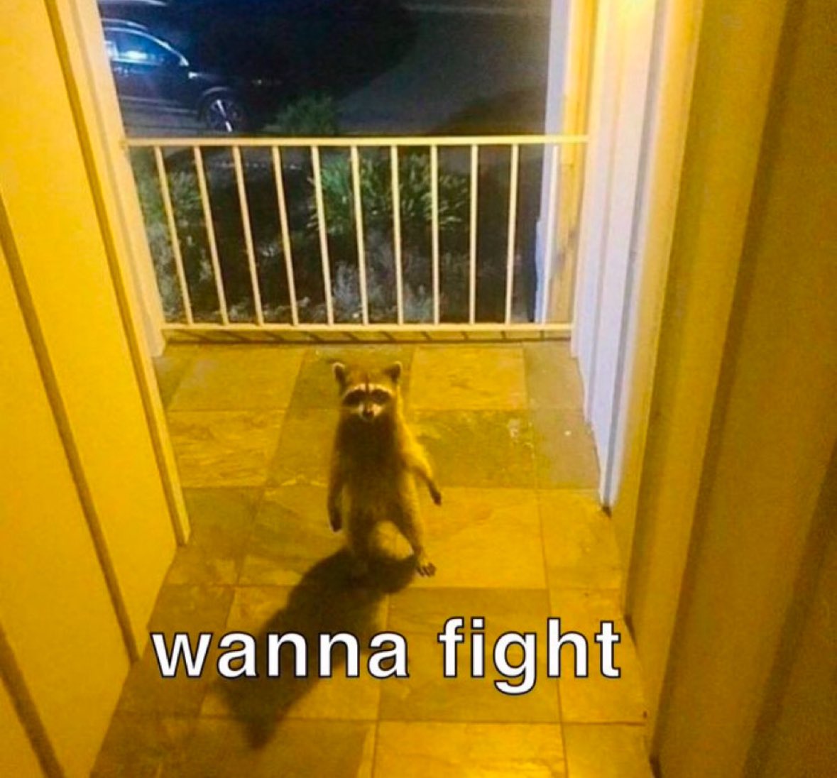 raccoon aesthetic. (@raccoonesthetic) on Twitter photo 