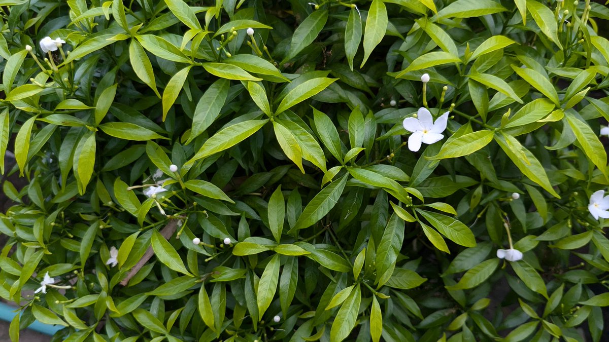 You can ask the flower 
I sit for hours