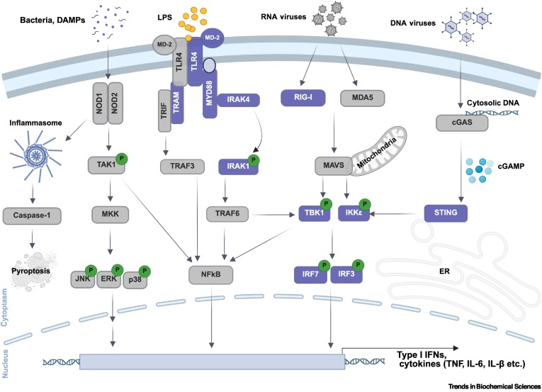Waggoner Lab (@labwaggoner) on Twitter photo Review <a href="/TrendsBiochem/">Trends in Biochemical Sciences</a> <a href="/asmita_panthi/">Asmita Panthi</a>
RNA processing in innate immunity: regulation by RNA-binding proteins
cell.com/trends/biochem… Review <a href="/TrendsBiochem/">Trends in Biochemical Sciences</a> <a href="/asmita_panthi/">Asmita Panthi</a>
RNA processing in innate immunity: regulation by RNA-binding proteins
cell.com/trends/biochem…