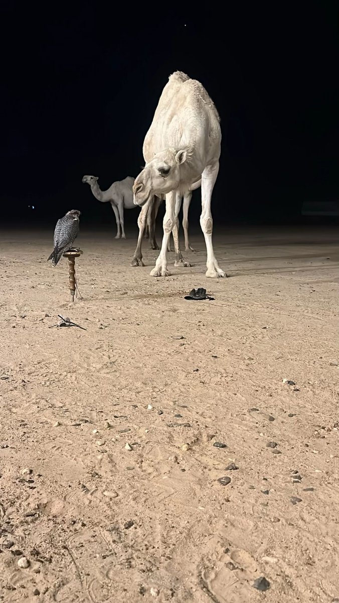 عندما تكون في منتهى الشفافية :

جوني نخوني ثم جيت انتخي فيك / قالوا حوى 
كل الرتب والمواهب / وعليك حدوني وانا صدق
مابيك/ خابرك .. ماتنفع بسبع المذاهب..