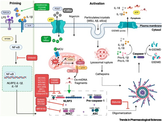 Waggoner Lab (@labwaggoner) on Twitter photo Targeting the NLRP3 inflammasome for inflammatory disease therapy
Review <a href="/TrendsinPharma/">Trends in Pharmacological Sciences</a>
cell.com/trends/pharmac… Targeting the NLRP3 inflammasome for inflammatory disease therapy
Review <a href="/TrendsinPharma/">Trends in Pharmacological Sciences</a>
cell.com/trends/pharmac…