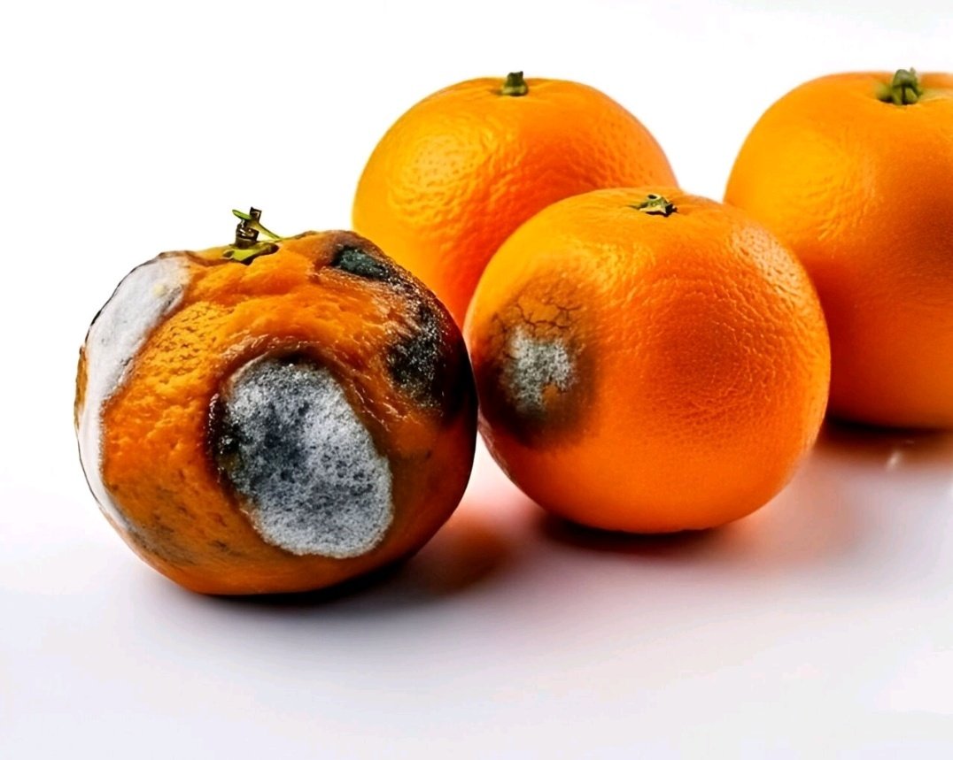 tahakanizibwa's tweet photo. #StayFresh #CircleCheck
One rotten orange can ruin the whole basket. Choose your circle like your life depends on it, because it does
Happy weekend. https://t.co/O6VNXnJKtk