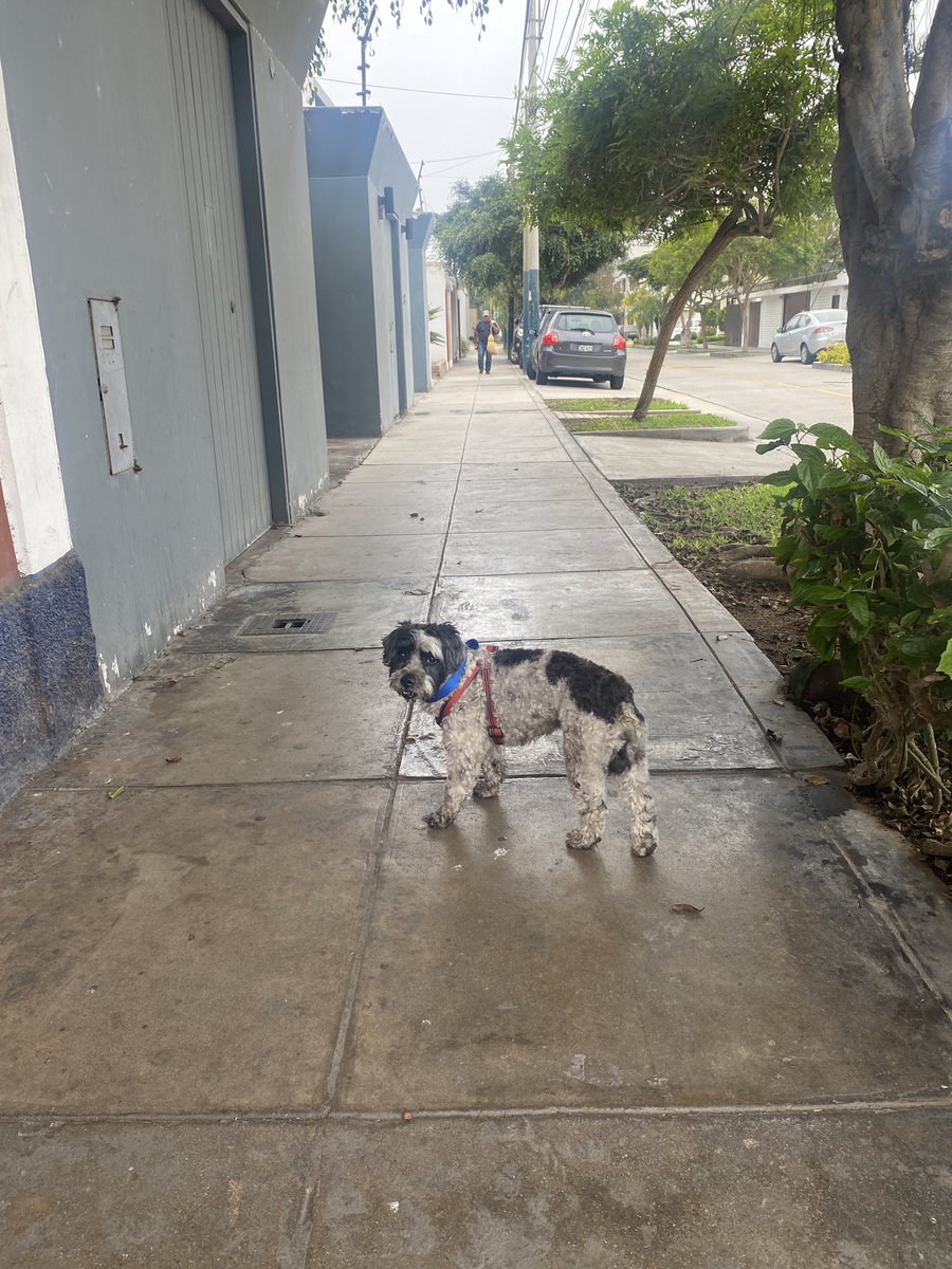 Este perrito ha aparecido por el parque de la pera, en San Isidro. Está sucio y llora mucho :( ayúdame a compartir para encontrar a sus dueños 🙏🏼