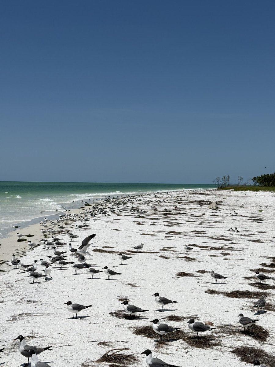 Hanging at my private lil island. Beautiful day today. No one around. 😉❤️ #isladegulley #notopsnation