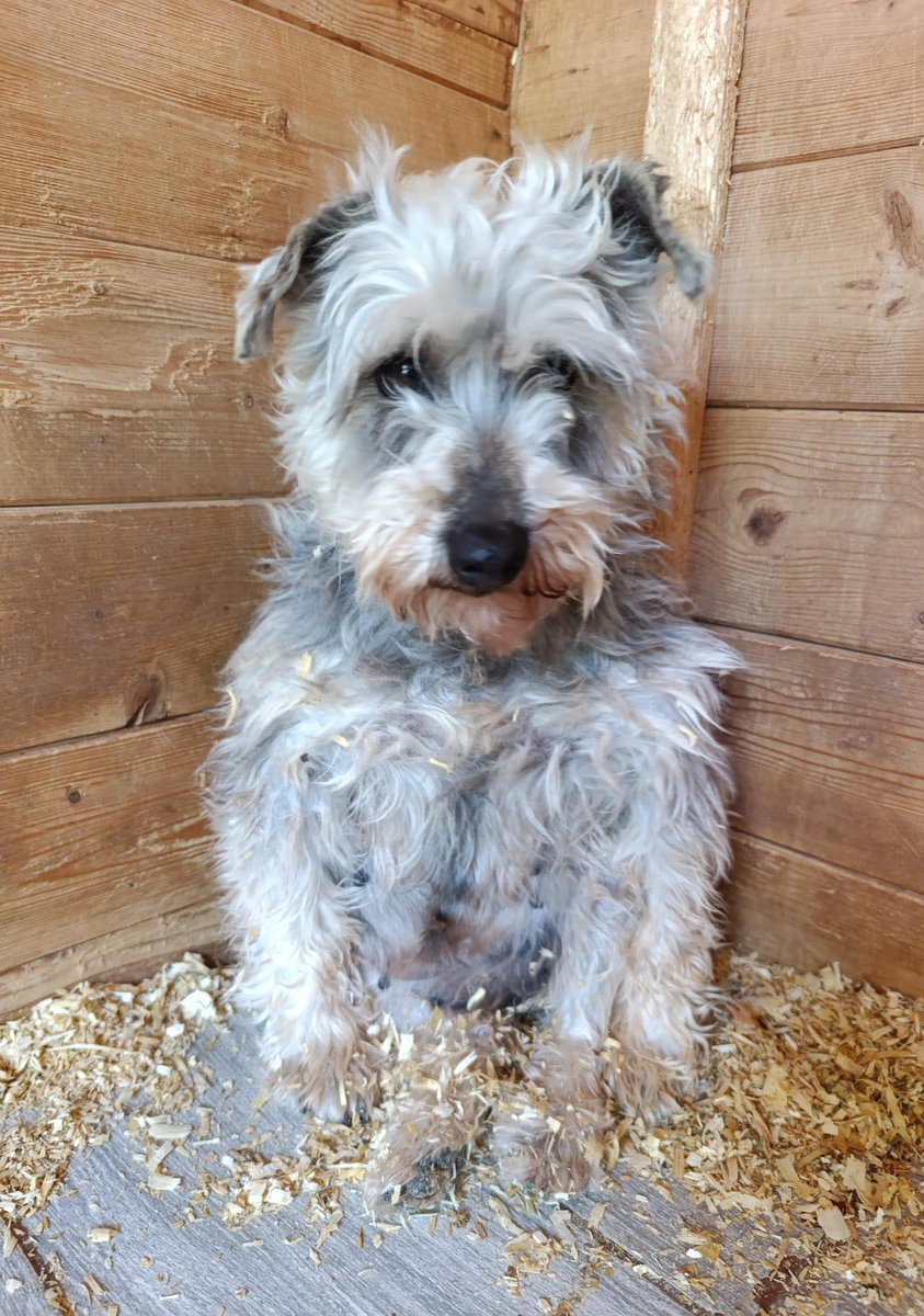 #Lleida
Contacto: adoptapeludosbc@gmail.com

Esta preciosa abuelita es #VEIRA, ha sido toda su vida una herramienta y ahora necesita sanar su corazón y su alma.

Veira necesita una familia que le enseñe a confiar, a querer y a vivir la vida en familia.
Nunca le han demostrado