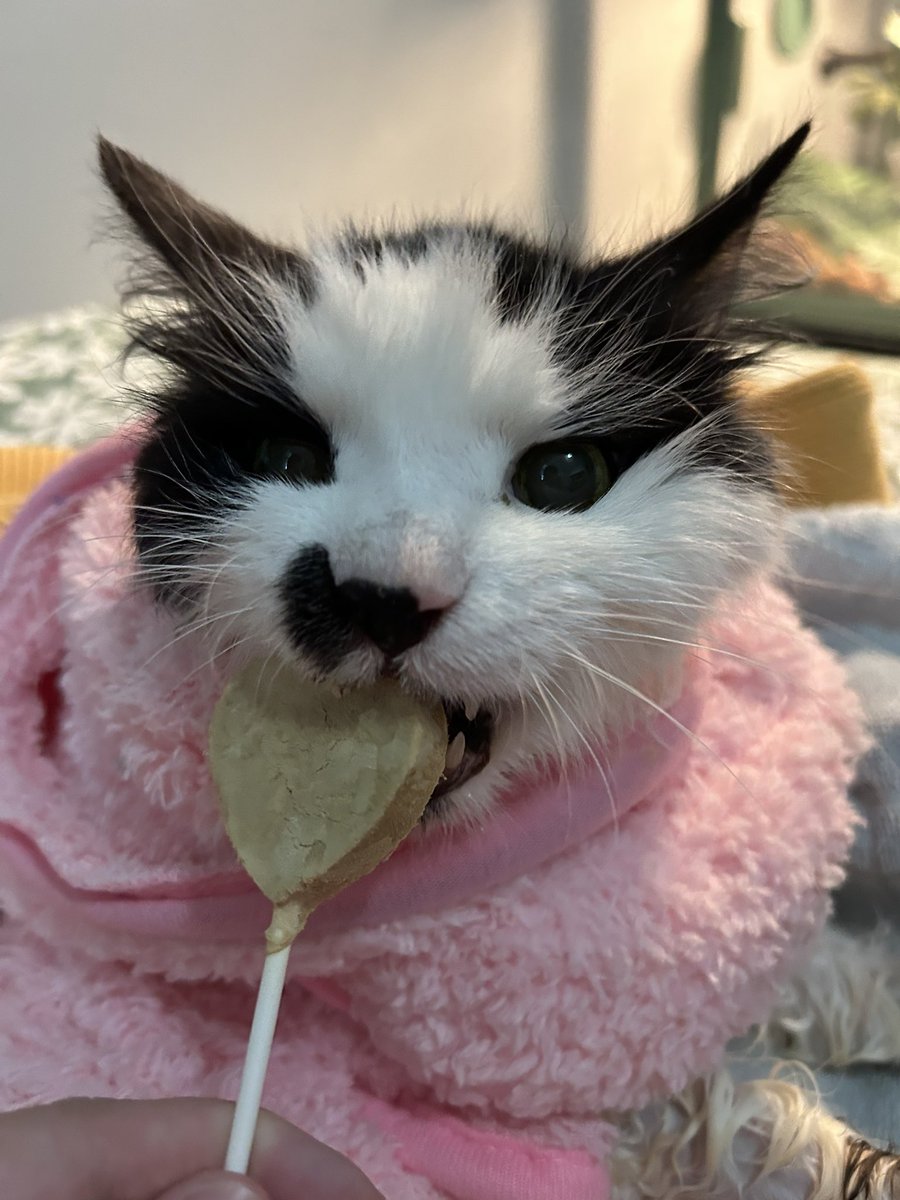 monkey & zoe ❤️ oreo 🌈 tweet media