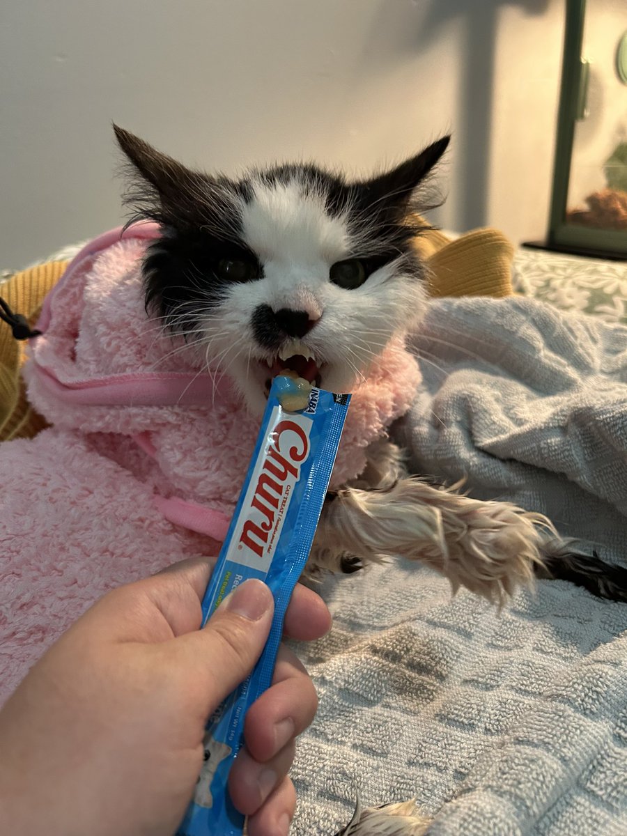 monkey & zoe ❤️ oreo 🌈 tweet media