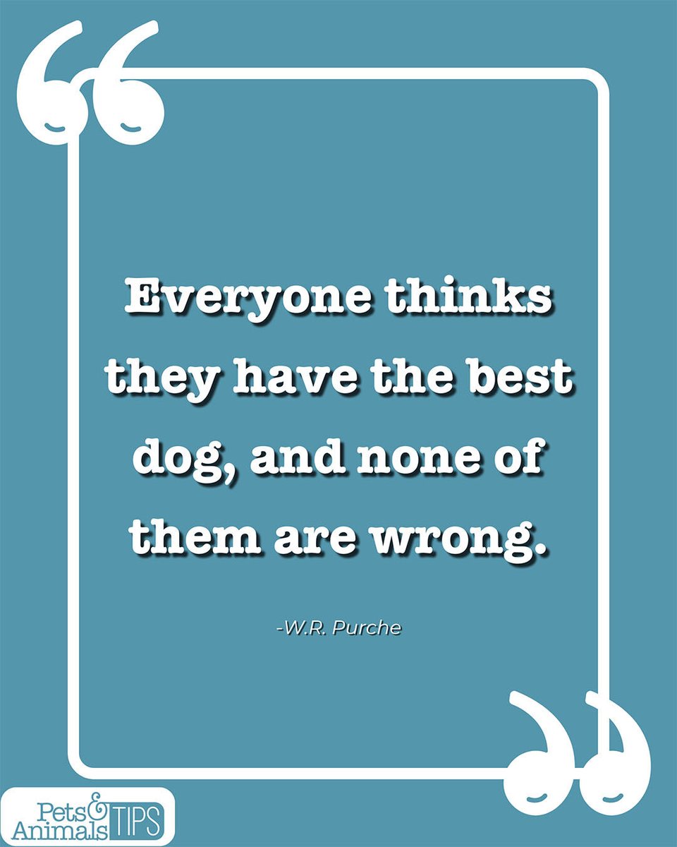 animals_tips's tweet image. Looking at your dog right now and thinking they might just be the most perfect creature on earth? You&apos;re absolutely right. 🐶

#PetsAndAnimalsTips #DogIsMyCopilot #PetParenting #BestDogEver #MansBestFriend