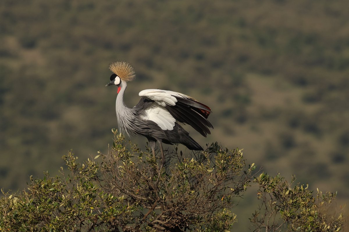 Steve Hubbard tweet media