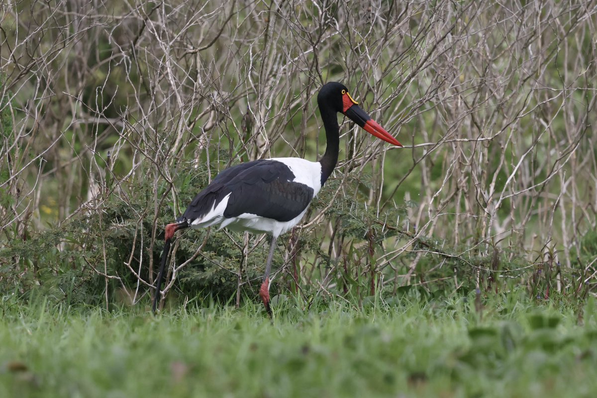 Steve Hubbard tweet media