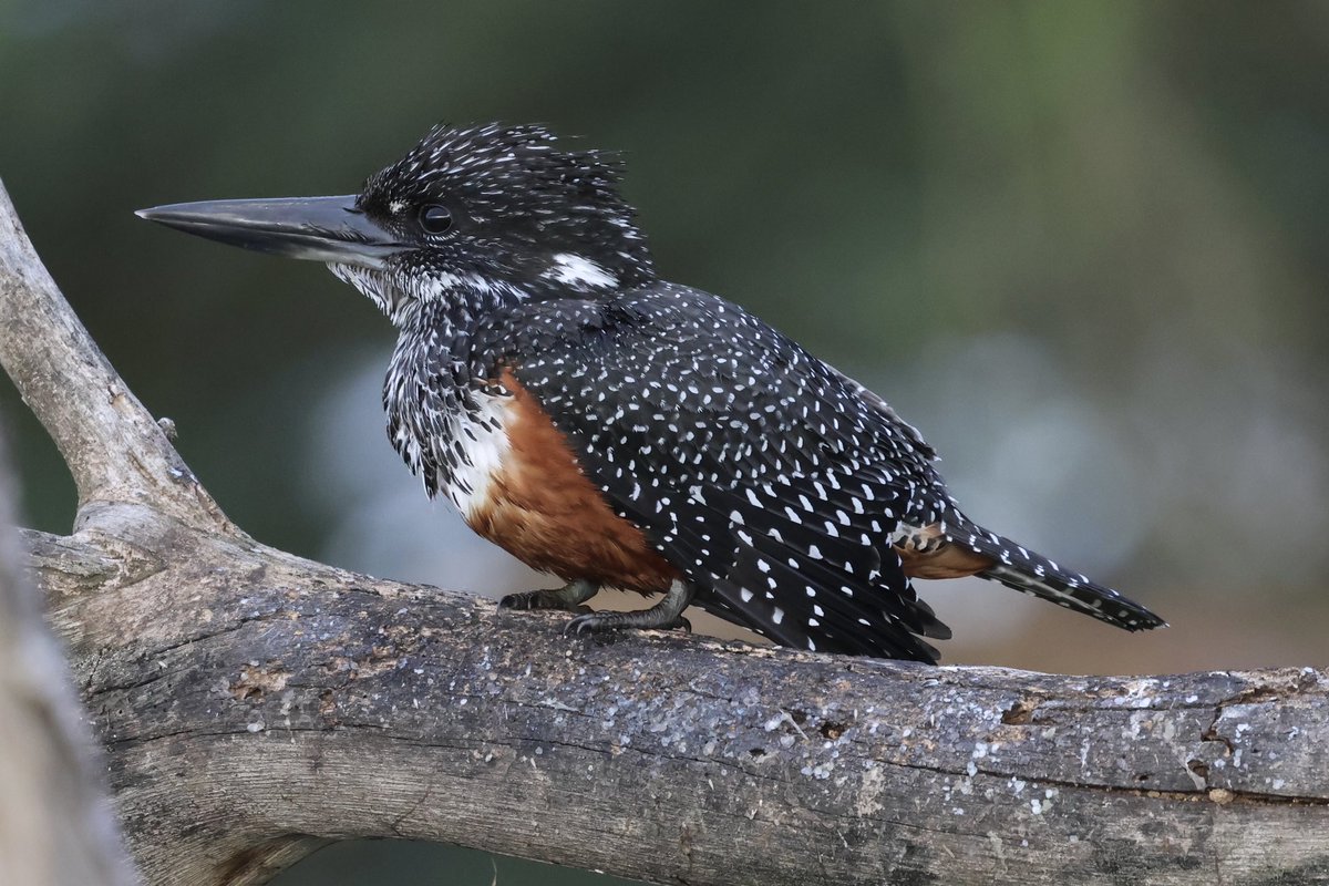 Steve Hubbard tweet media