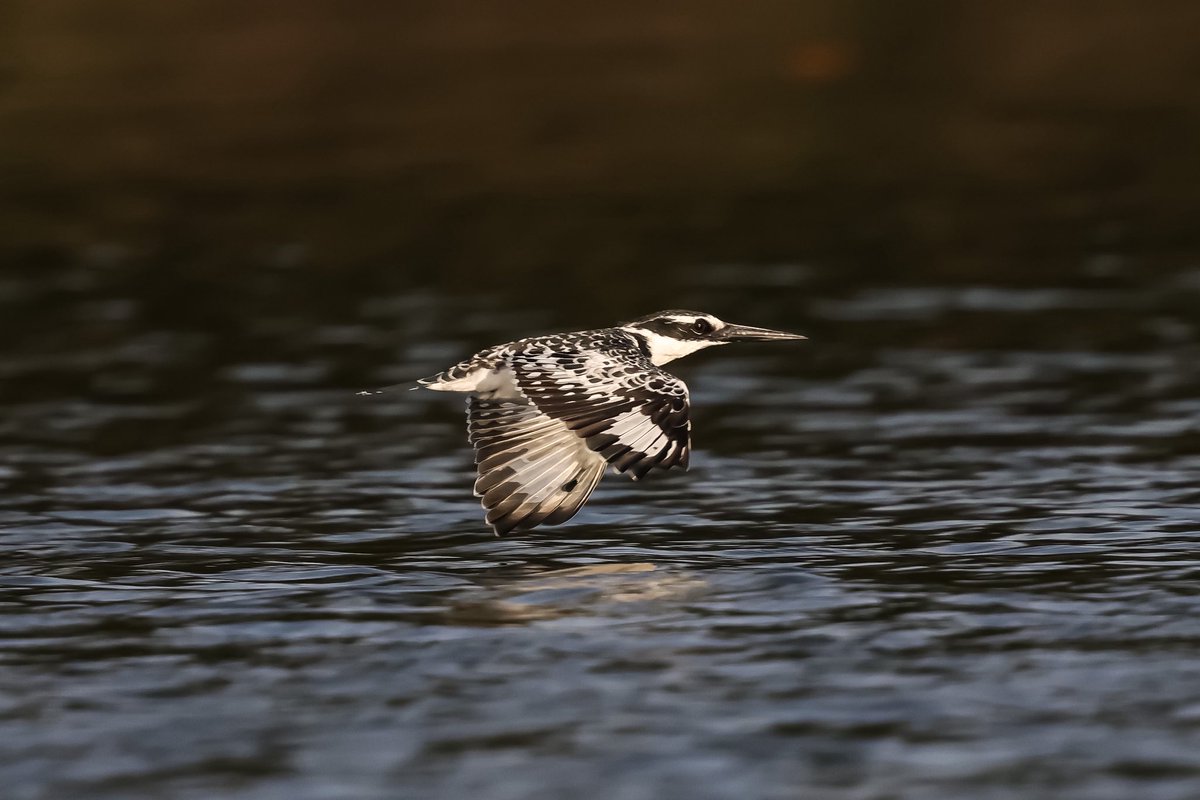 Steve Hubbard tweet media