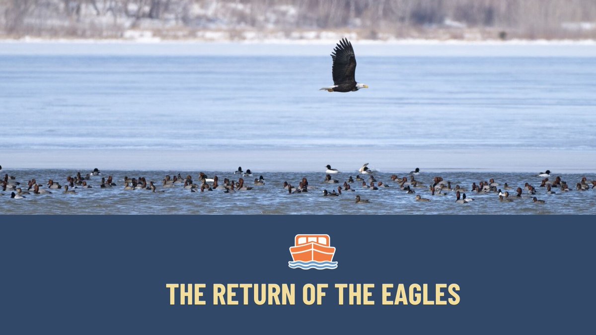Bald eagles solidified their home at #Onondaga Lake three years ago when two mating pairs built nests on trees near the Skänoñh-Great Law of Peace Center. Read Sofia Abdullina's reporting and see Maddie J. Brown's photos: unlockingny.thenewshouse.com/return-of-the-…

#ErieCanal #UnlockingNewYork