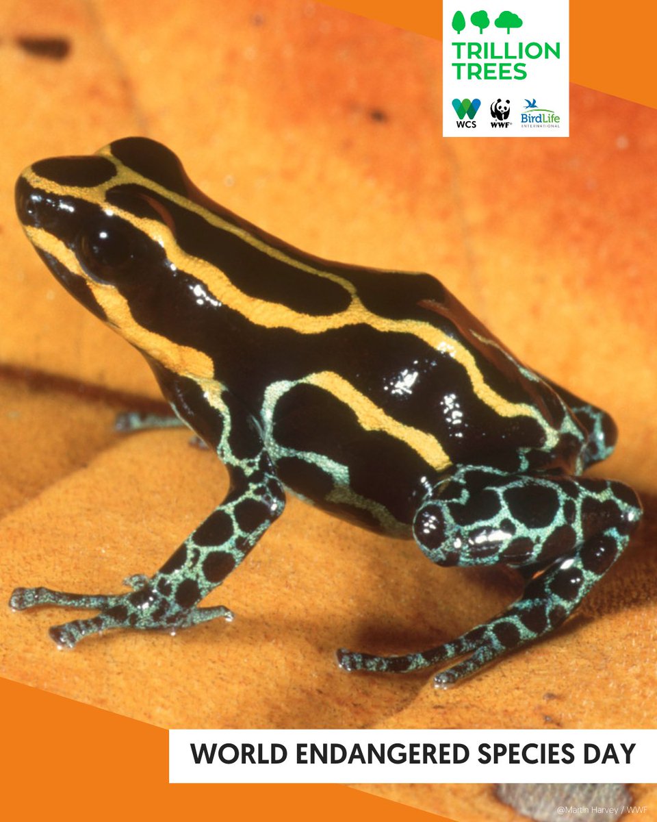 Trillion Trees (@1trilliontrees) on Twitter photo #EndangeredSpeciesDay 🌍 Restoring forests is about more than just trees, it's about protecting the life within them like the: 🦍 Western lowland gorilla, 🦉Philippine eagle, 🐸 Sky-blue poison dart frog. Every forest we restore is a step towards a more #biodiverse planet. #EndangeredSpeciesDay 🌍 Restoring forests is about more than just trees, it's about protecting the life within them like the: 🦍 Western lowland gorilla, 🦉Philippine eagle, 🐸 Sky-blue poison dart frog. Every forest we restore is a step towards a more #biodiverse planet.
