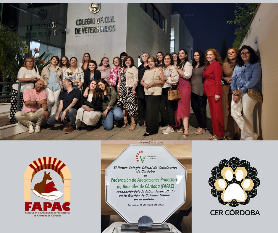 ¡Con orgullo y felices!
FAPAC ha sido reconocida por su labor en el #ProgramaCER de Córdoba
Gracias al @colvetcordoba por el reconocimiento, <a href="/ayuncordoba_es/">Ayuntamiento Córdoba</a> y @sadeco_cordoba por apostar por este modelo de gestión a lo grande y gracias a las compañeras 
¡Referentes!
#CER
🐱✨