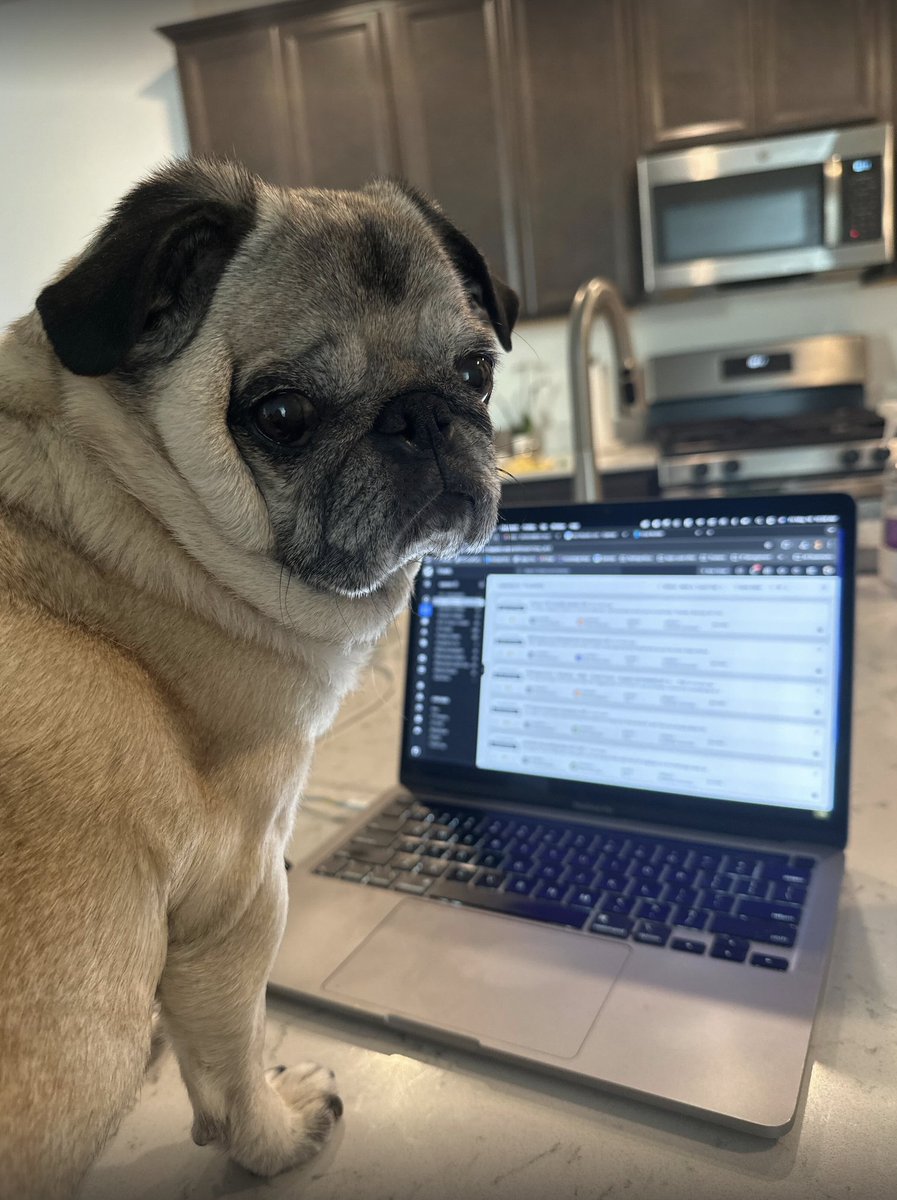 michaelpward's tweet photo. Should the Pug be the Paminga mascot?

Asking for a friend.

Employee of the month material for sure. https://t.co/SbespS1qEC