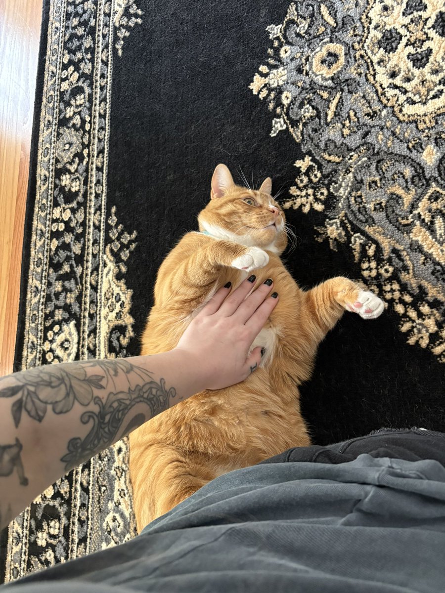 cubedacat's tweet image. he is a Baby