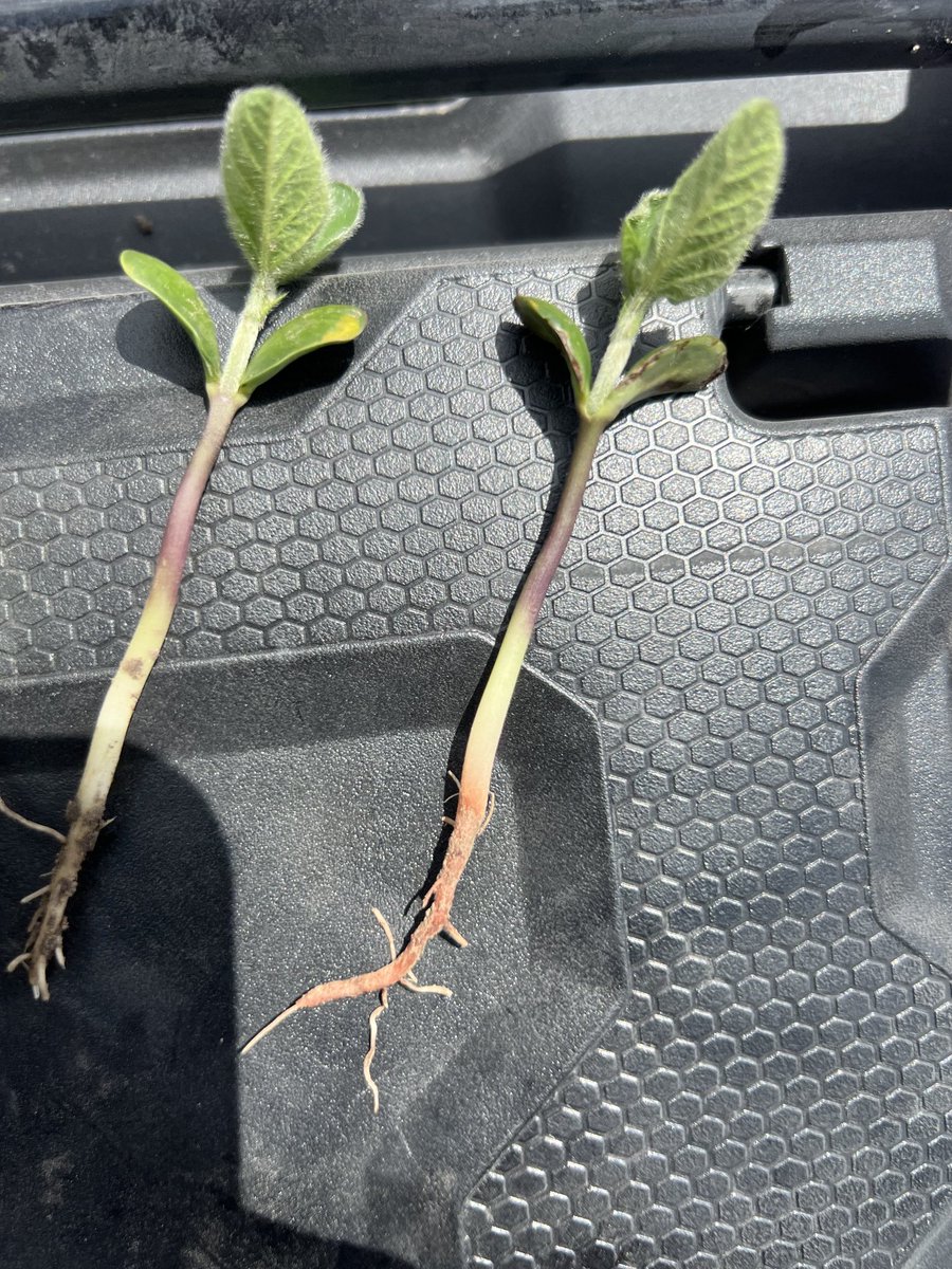 When you want to know if your variable rate Soygreen was taken up. #soybeans #soygreen