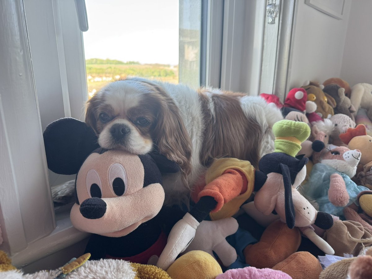 Just chilling on Mickey (and The Goof) 😴❤️