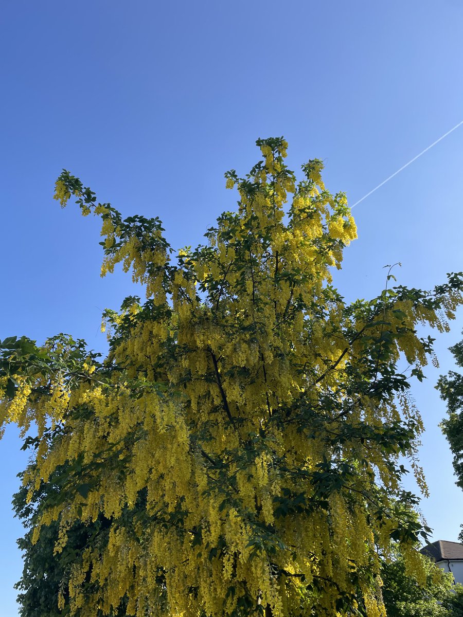LouiseTeboul's tweet image. Been away for a couple of nights and back and everything is starting to bloom #goodtobehome