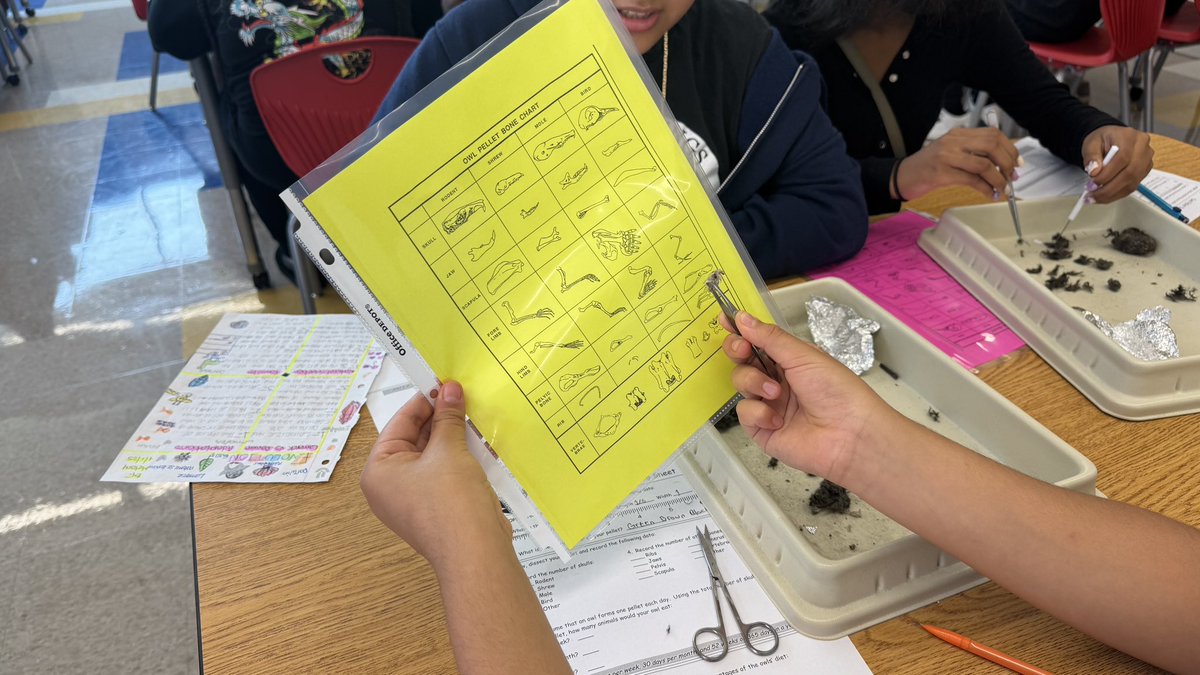 lamyerlewis's tweet photo. 🦉🔬 Our scientists got hands-on today with owl pellet dissections! Students explored food webs, predator-prey relationships, and had a blast uncovering tiny bones. #STEMinAction #OwlPelletDissection #7thGradeScience

@FultonCoSchools @SSCMS_FCS @lhwoodruff @MarcquezHaley @HosleyStephanie @Mr_Hytowitz 
@alexbatesedu