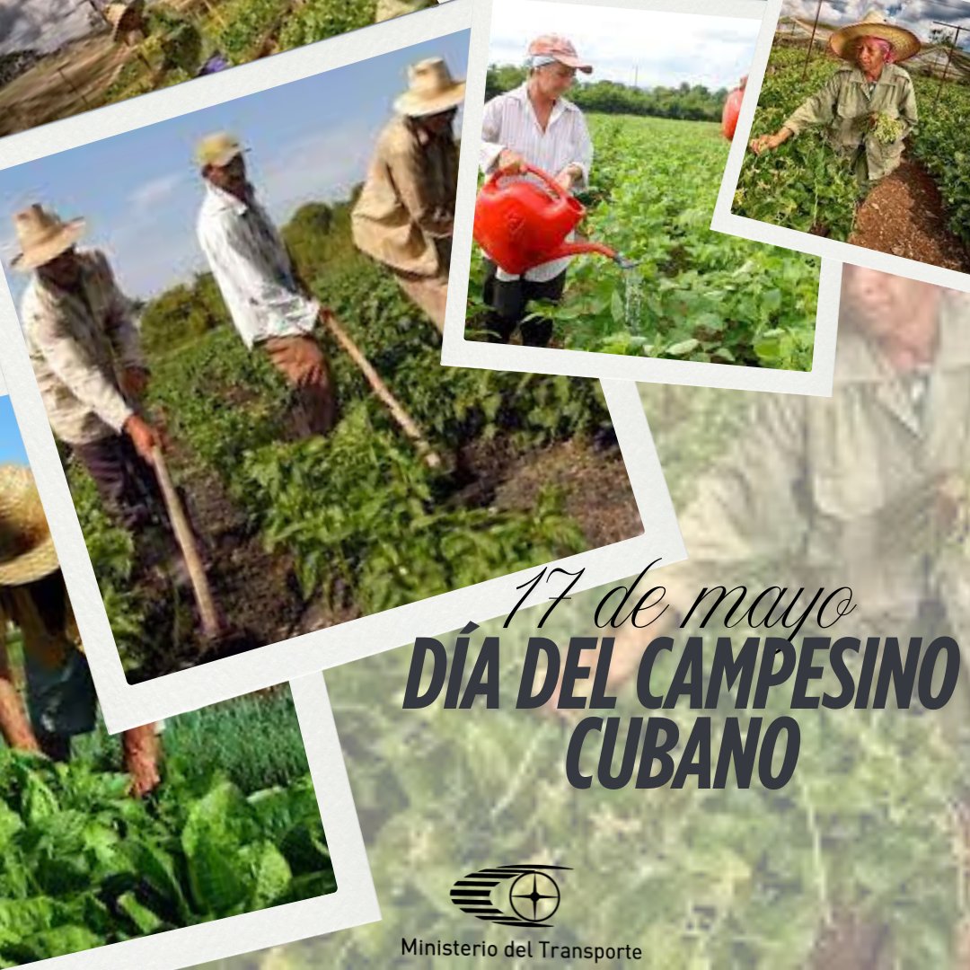 MitransCuba's tweet image. Desde el @MitransCuba llegue este #17DeMayo, #DíaDelCampesino, la felicitación a los hombres y mujeres que, desde el surco, hacen producir con esfuerzo, sacrificio y constancia, la tierra fértil de esta hermosa isla.
#UnidosXCuba
#TransporteCuba