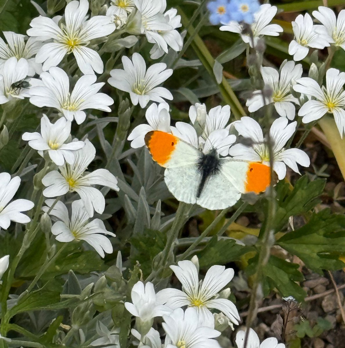 🦋DollysCottageGarden🦋 (@dollysgarden) on Twitter photo So pleased to see and photograph this lovely orange-rip butterfly in my garden today. I stood still like a statue whilst he fluttered around me. 😆
#butterflies #nature #NaturePhotography #ThePhotoHour <a href="/savebutterflies/">Butterfly Conservation 🦋</a> #DollysCottageGarden So pleased to see and photograph this lovely orange-rip butterfly in my garden today. I stood still like a statue whilst he fluttered around me. 😆
#butterflies #nature #NaturePhotography #ThePhotoHour <a href="/savebutterflies/">Butterfly Conservation 🦋</a> #DollysCottageGarden
