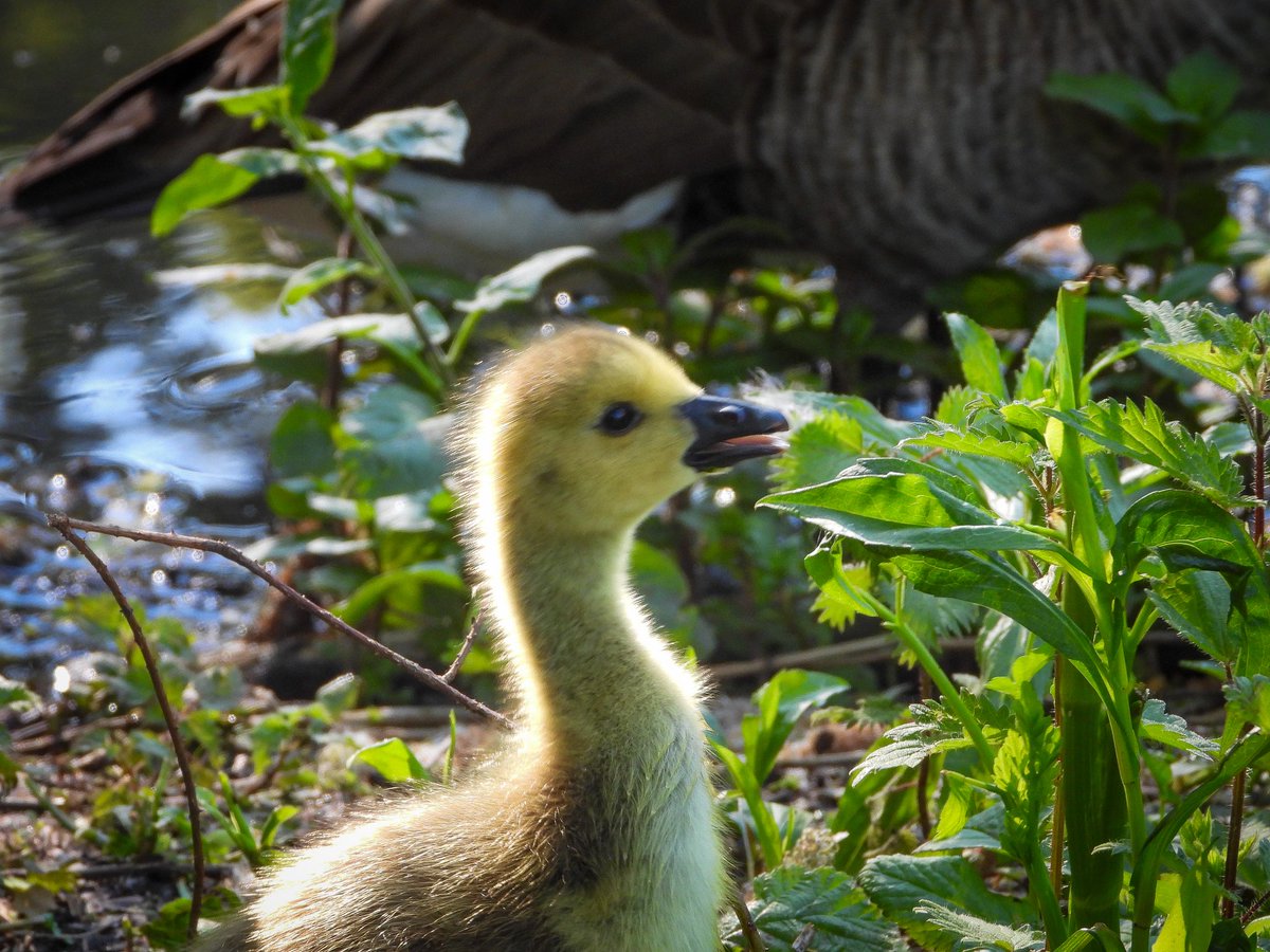 WingedBliss's tweet photo. Connaught waters was teeming with new life on Tuesday, from heronies, goslings, to Egyptian goslings and 100s of jackdaws, there was plenty of action for everyone to be involved with!

What a hidden gem! https://t.co/kOia4puZmA