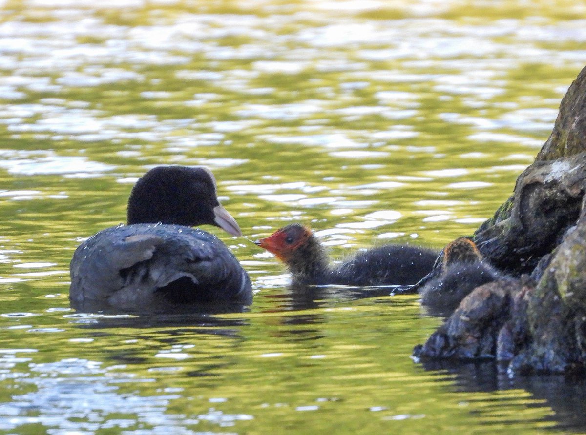 WingedBliss's tweet photo. Connaught waters was teeming with new life on Tuesday, from heronies, goslings, to Egyptian goslings and 100s of jackdaws, there was plenty of action for everyone to be involved with!

What a hidden gem! https://t.co/kOia4puZmA