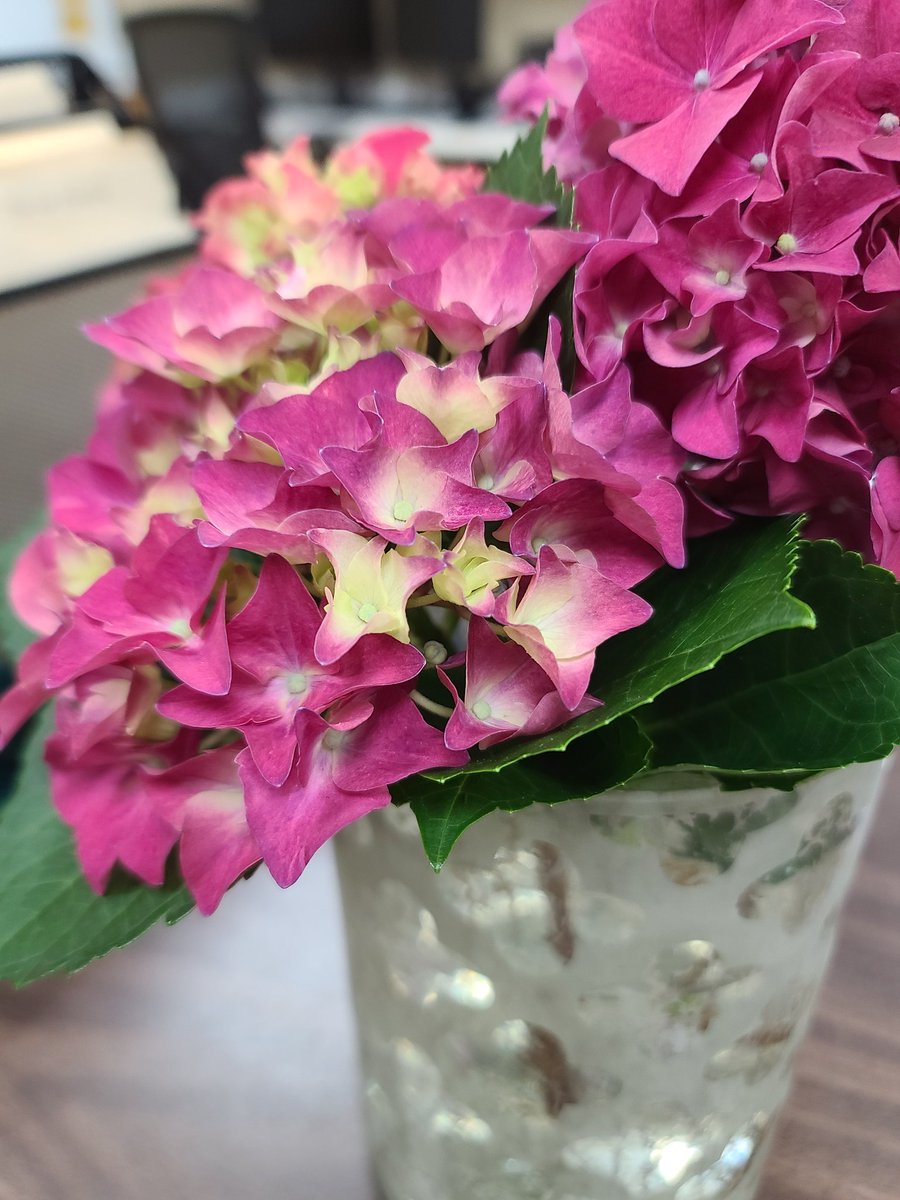 RescueWats's tweet photo. Momma took some of our floofs to the office this morning! #pinkflowerfriday #NaturePhotography #dogsofX https://t.co/VhHmmcVBeW