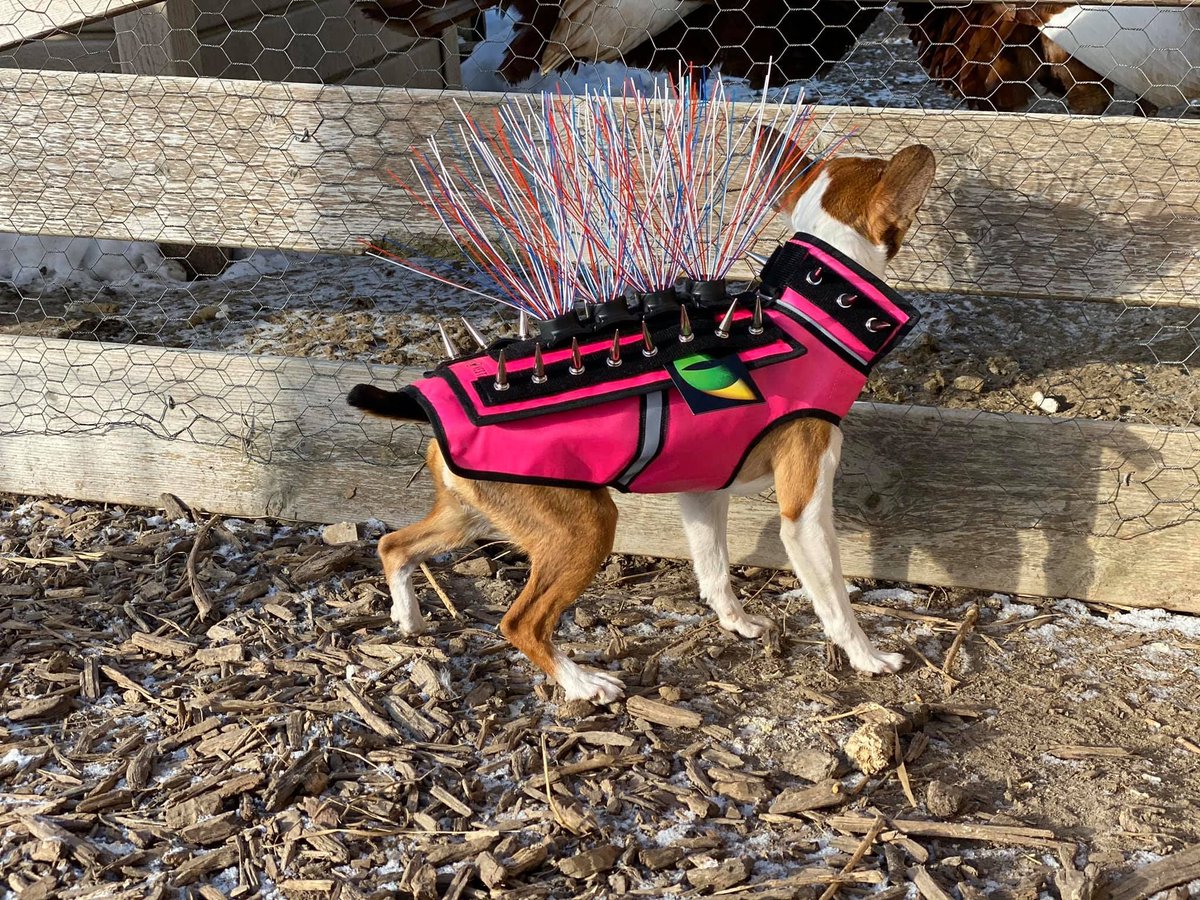 Rooster looking farm-fabulous and super safe in her new CoyoteVest! 😎 Love that Kevlar protection and the clever hawk shield! Keeping all our furry (and feathered!) friends safe is our jam! ❤️🐾🛡️ #CoyoteVest #FarmDog #PetSafety #HawkProtection #CoyoteProtection #HappyAnimals
