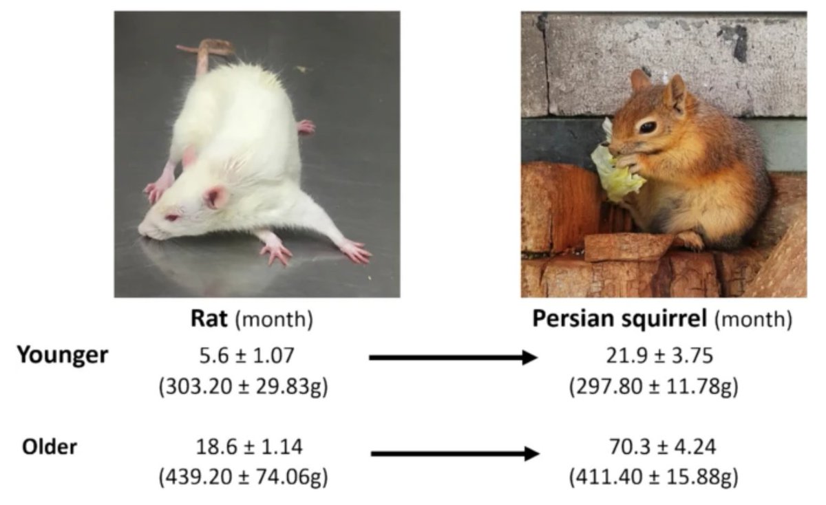 GeroScienceAGE's tweet image. 📢New Open🔓 Access Paper Alert
The road to a long lifespan in the Persian squirrel, a natural model for extended longevity: resisting free radical stress and healthy phospholipids by Fahimeh Salehi &amp;amp; Mahdi Gholami et al.
rdcu.be/emnic
#ageing #Lipids #FreeRadicals
