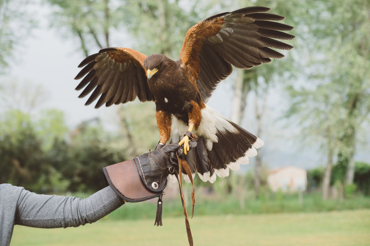 🦅 Get ready for an unforgettable day with Wings Of Wales!
📅 TOMORROW!
🕙 10am-3:30pm
🎟️ FREE ENTRY!
👀 ow.ly/TXUw50VTKfs

🦅 Mwynhewch ddiwrnod i’w gofio gyda Wings Of Wales!
📅 YFORY!
🕙 10am-3:30pm
🎟️ MYNEDIAD AM DDIM!
👀 ow.ly/wCEw50VTKfr